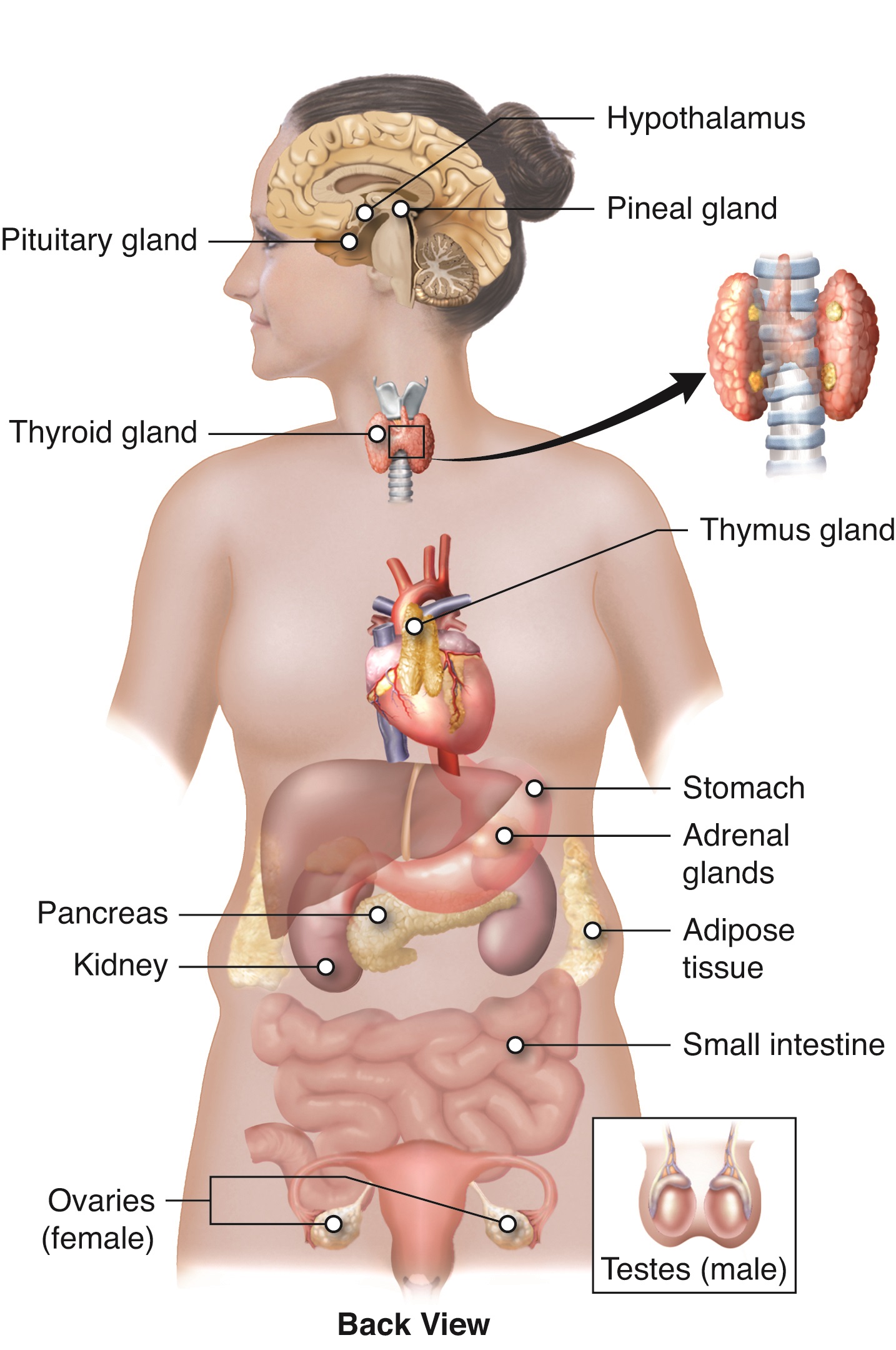 Endocrine System Labeled Diagram